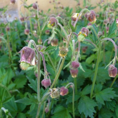 Geum rivale, Humleblomster