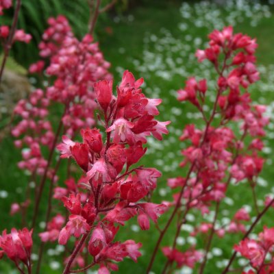 Heuchera hybr. Paris ®, Alunrot