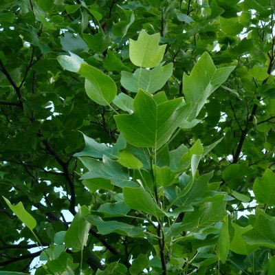 Liriodendron tulipifera