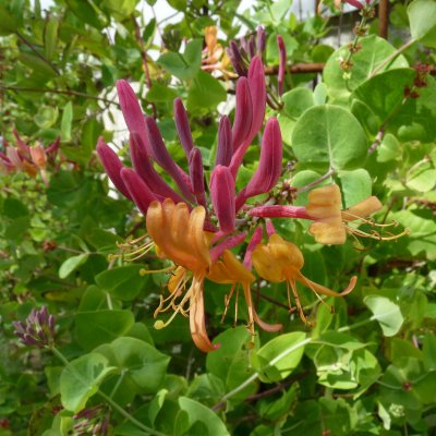 Lonicera x heckrottii