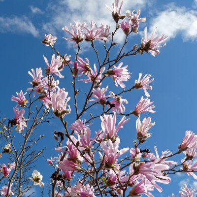 Magnolia loebneri Leonard Messel