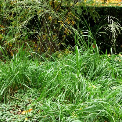 Molinia caerulea Dauerstrahl