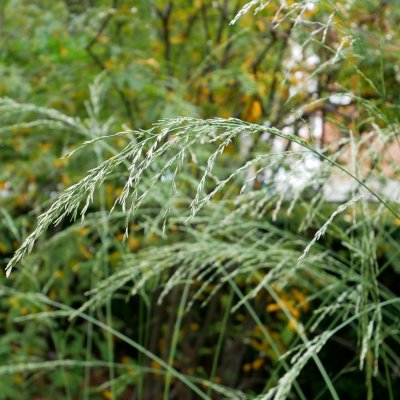 Molinia caerulea Dauerstrahl