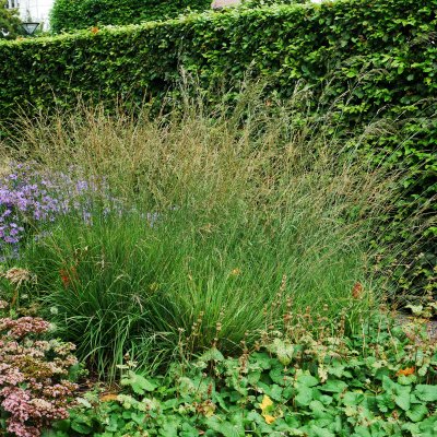 Molinia caerulea Dauerstrahl