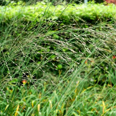 Molinia caerulea subsp. arundinacea Transparent, Jättetåtel, SQ1
