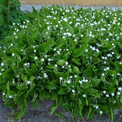Omphalodes verna Alba, Ormöga