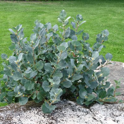 Salix lanata, Ullvide