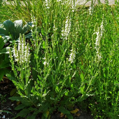 Salvia x sylvestris Schneehugel, Stäppsalvia/Skogssalvia