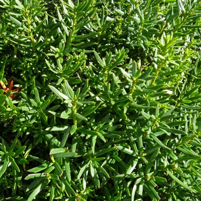 Taxus cuspidata var. Nana (Nana), Japansk Dvärgidegran