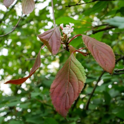 Viburnum farreri, Kejsarolvon