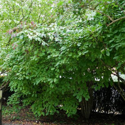 Viburnum farreri, Kejsarolvon