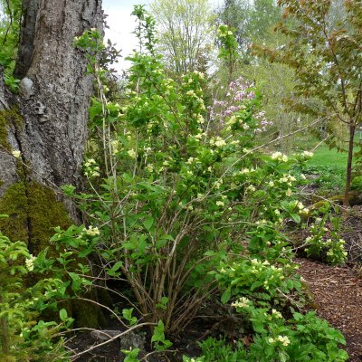 Weigela middendorffiana, Gullprakttry