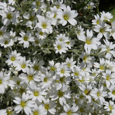 Cerastium tomentosum Silberteppich