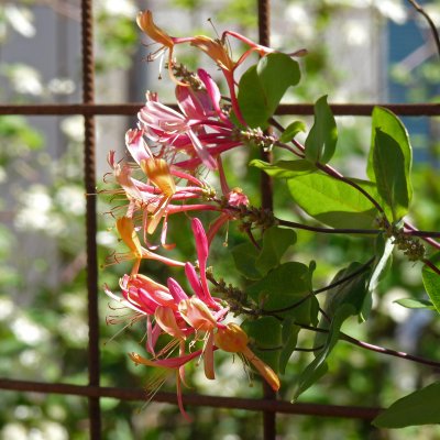 Lonicera x heckrottii