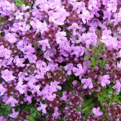 Thymus serpyllum Minor, Backtimjan, P9cm