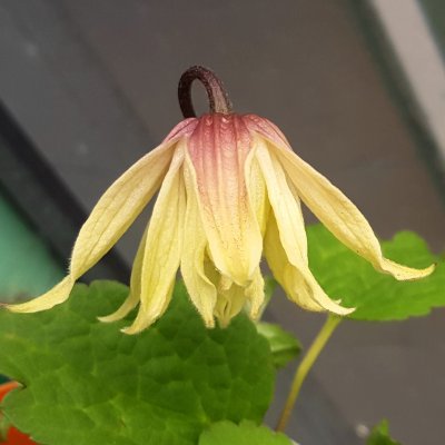 atragene Amber ®, Klematis, C2