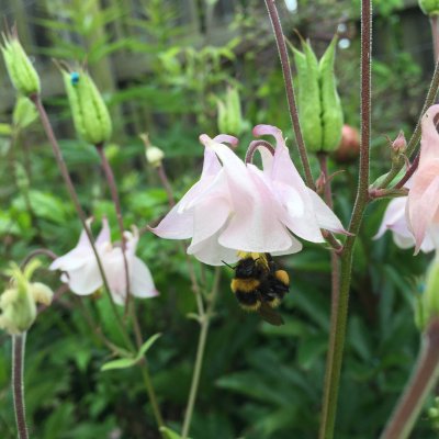 Aquilegia vulgaris