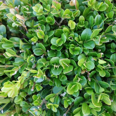 Buxus microphylla Faulkner, Buxbom
