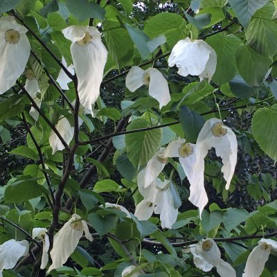 Davidia involucrata var. vilmoriniana