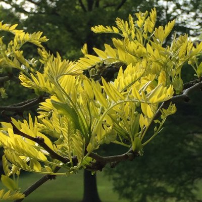 Gleditsia triacanthos Sunburst