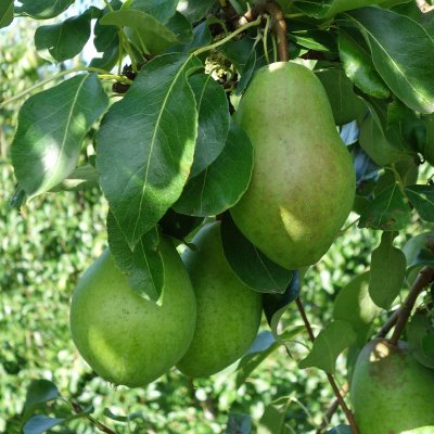 Päron, Alexander Lukas, stam P. com 2-års