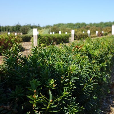 Taxus cuspidata var. Nana (Nana), Japansk Dvärgidegran
