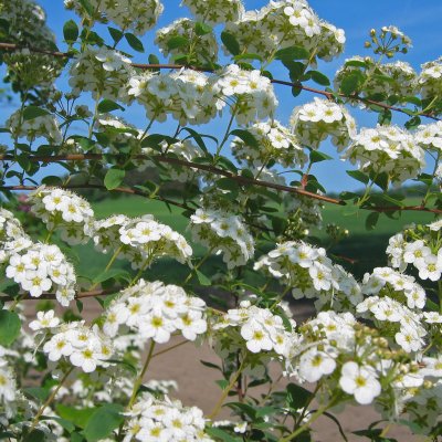 Spiraea x vanhouttei, Bukettspirea