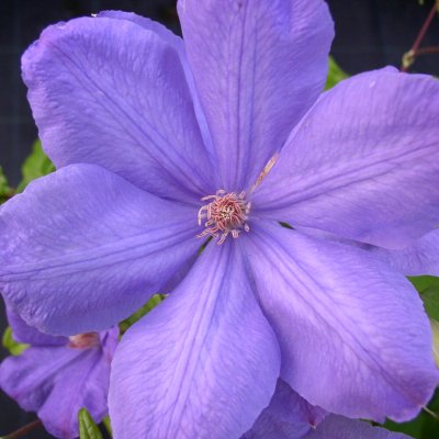 Clematis patens Mrs Cholmondeley
