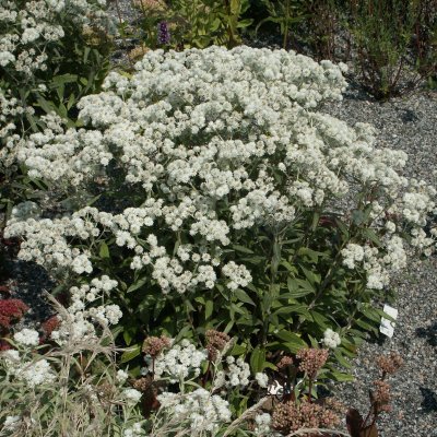 Anaphalis triplinervis Sommerschnee