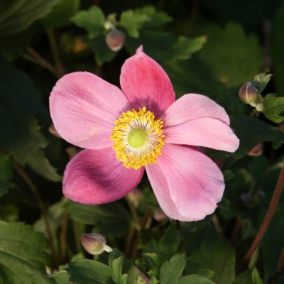 Anemone hupeh. Praecox