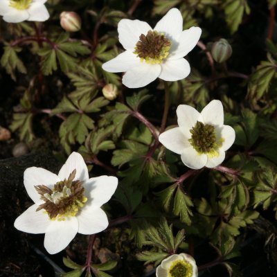Anemone nemorosa Green Fingers, Vitsippa, P9cm