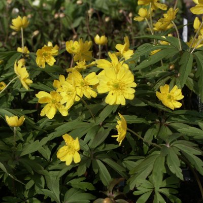 Anemone ranunculoides Semiplena