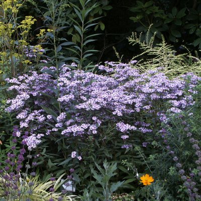 Aster ageratoides Harry Smith