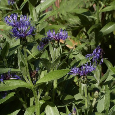Centaurea montana Grandiflora, Bergklint, P9cm