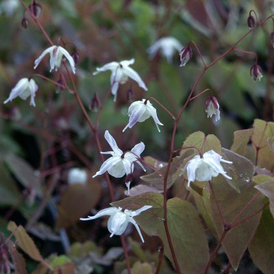 Epimedium grandiflorum