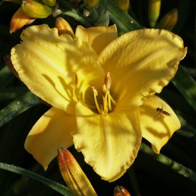 Hemerocallis hybr. Mary Todd