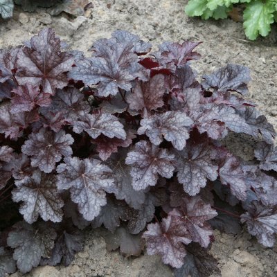 Heuchera hybr. Plum Pudding