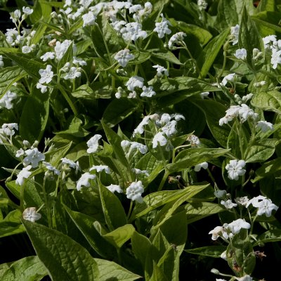 Omphalodes verna Alba, Ormöga