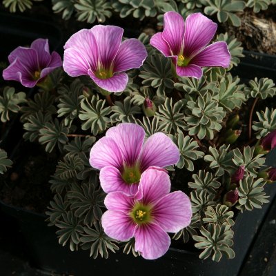 Oxalis enneaphylla ssp. ibari Patagonica, Klippoxalis, P9cm
