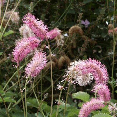 Sanguisorba obtusa, Rosenpimpinell