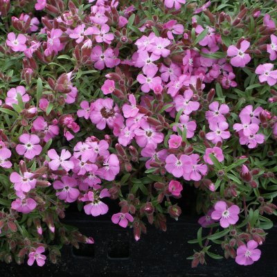 Saponaria hybr. Bressingham