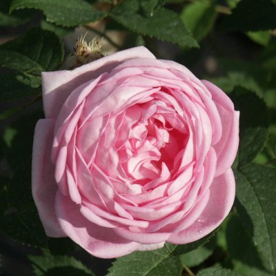 centifolia muscosa Gloire des Mousseuses, Mossros, C4