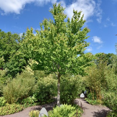 Cercidiphyllum japonicum Fk Göteborg E, Katsura, utr 150-200 co