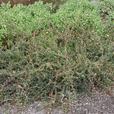 Cotoneaster suec. Coral Beauty, Krypoxbär