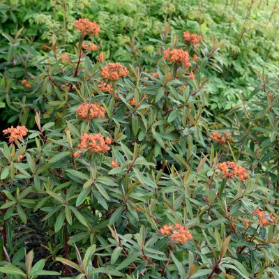 Euphorbia griffithii Fireglow, Eldtörel, C11cm