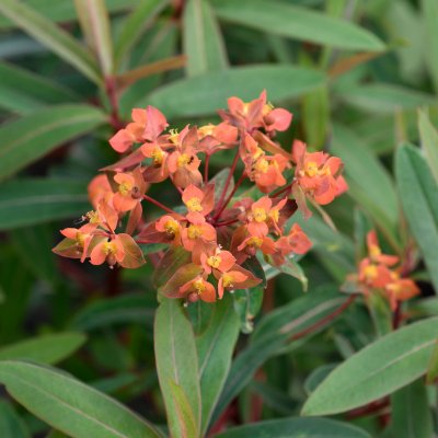 Euphorbia griffithii Fireglow, Eldtörel, C11cm