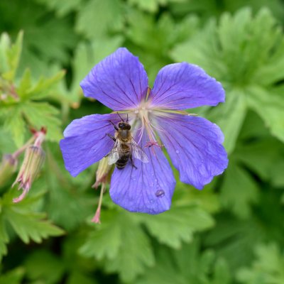 Geranium himalayense Gravetye