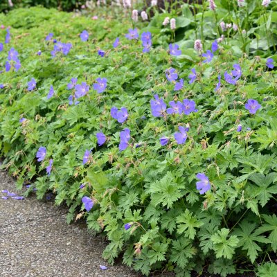 Geranium himalayense Gravetye
