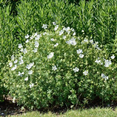 Geranium sanguineum Album, Blodnäva