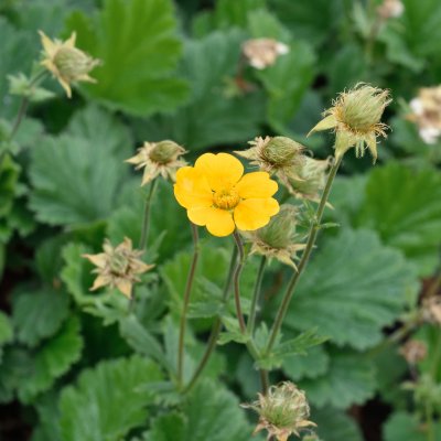 Geum montanum Diana, Bergnejlikrot